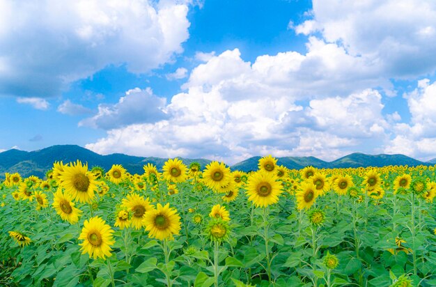 The new day of the little bee and the sunflower.