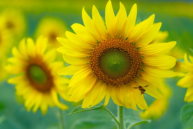 The new day of the little bee and the sunflower