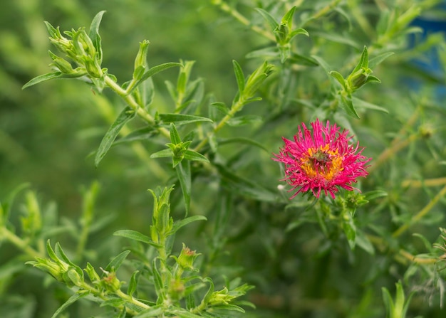 New England aster Andenken an Alma Potschke 2