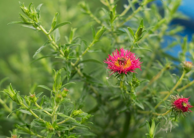 New England aster Andenken an Alma Potschke