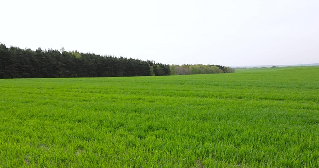 Photo a new fertile wheat harvest in late spring