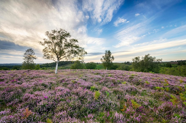 New Forest Heather