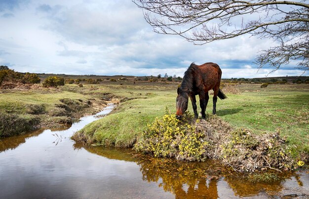 New Forest Pony