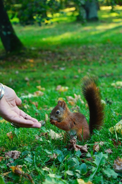 Photo new found love with squirrels