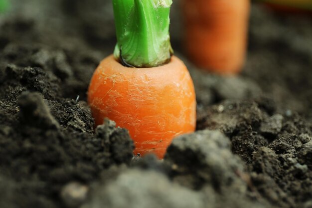 Foto nuove carote fresche nel terreno in giardino