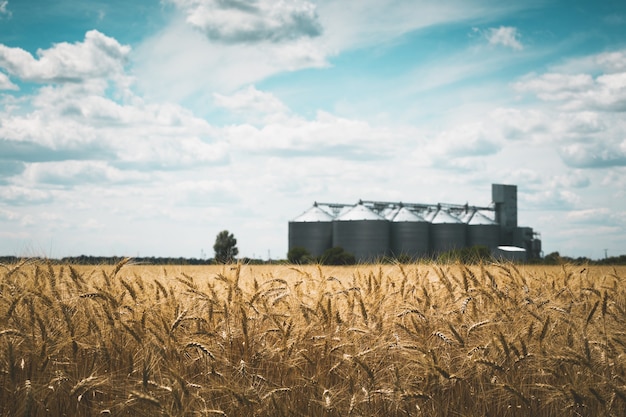 New grain elevator on the background of a wheat field