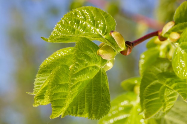 Nuove foglie verdi di tiglio in primavera