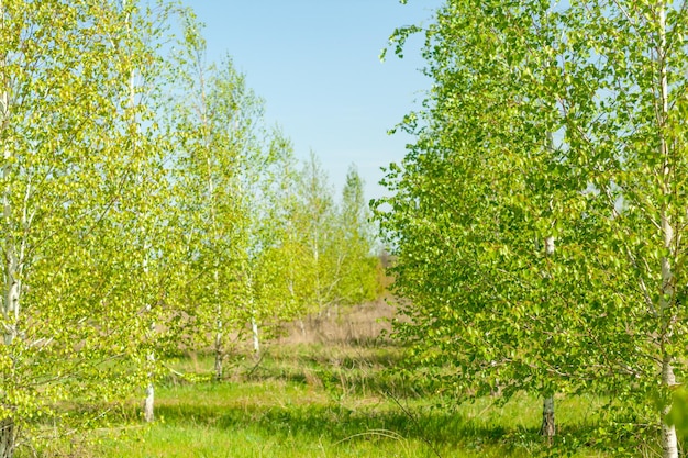 New green leaves on a trees in spring background