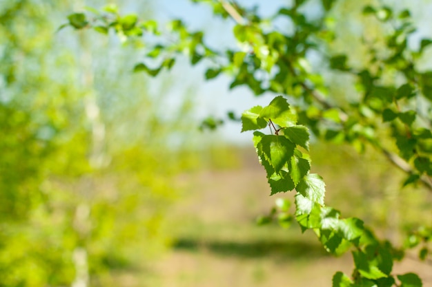 New green leaves on a trees in spring