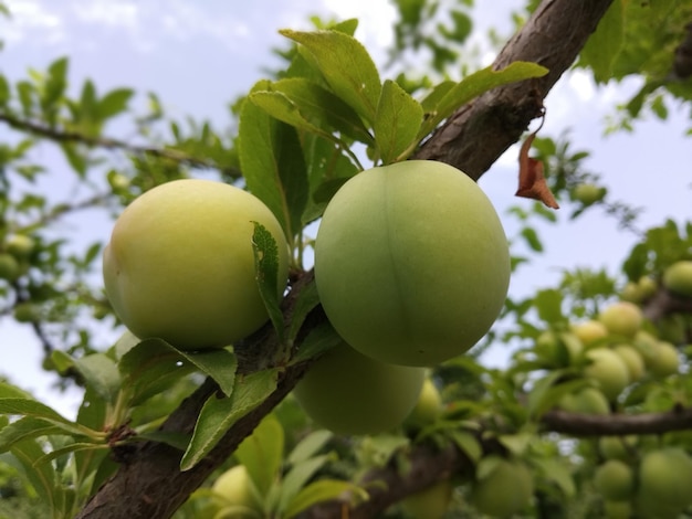 New green plums