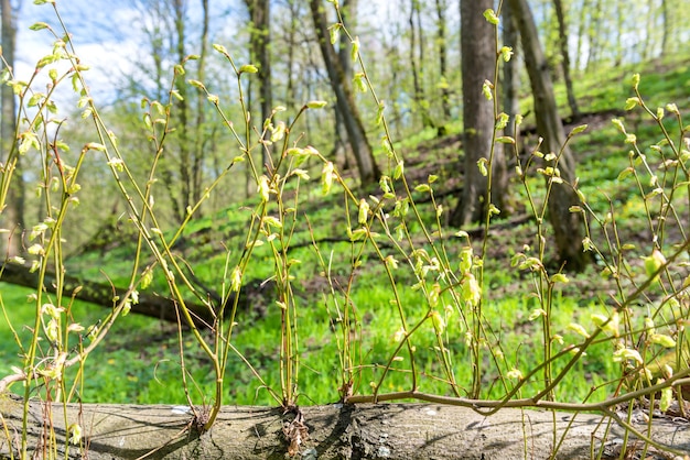 New green spring branches from tree in forest