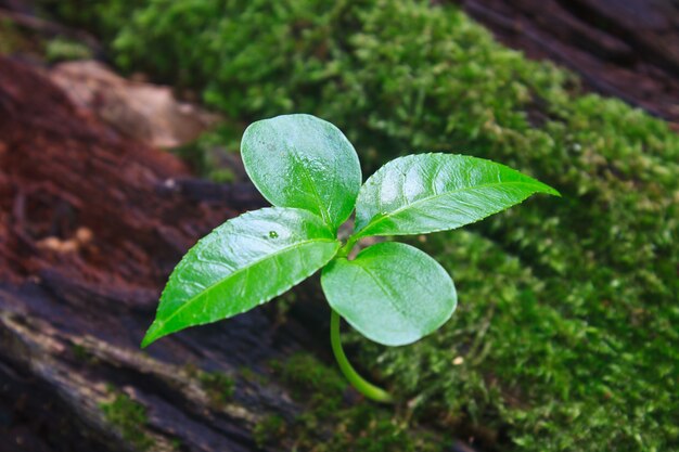 New green sprout growing from dead log