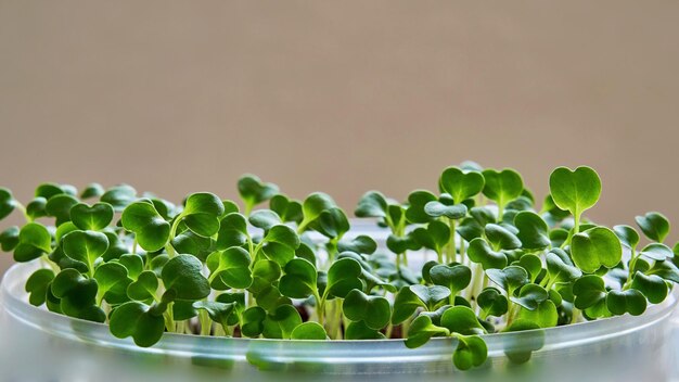 Nuovi germogli verdi o piantine di foglie di spinaci closeup