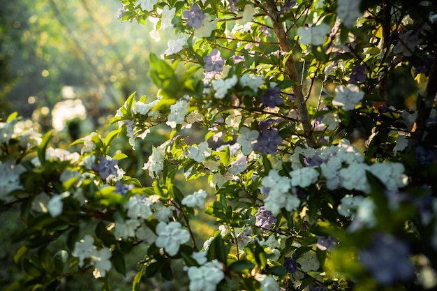 夏の朝の木と花の新しい緑の木