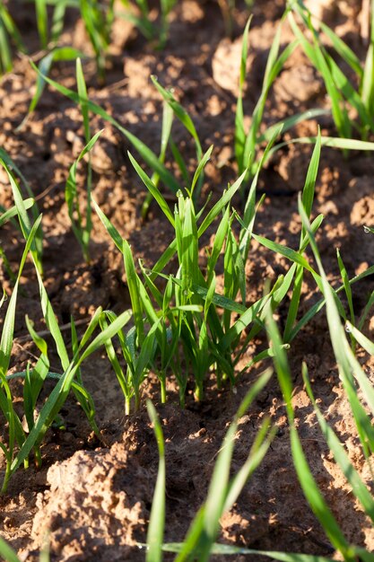 New green wheat with drops of water and dew after the rain in the field, closeup