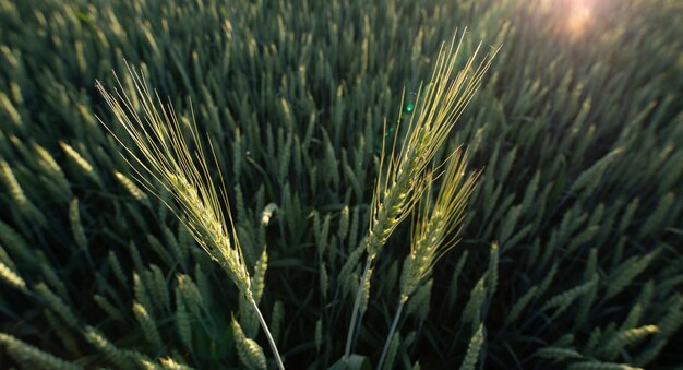 Photo new growth a stunning shot of growing wheat fields in the springtime