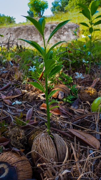 New growth of a tree