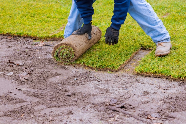 Nuovo prato in rotoli di tappeto erboso di erba fresca pronto per essere utilizzato per il giardinaggio