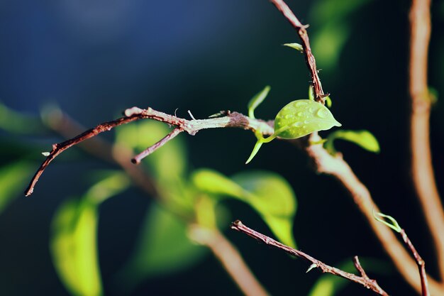 New leaf on a branch