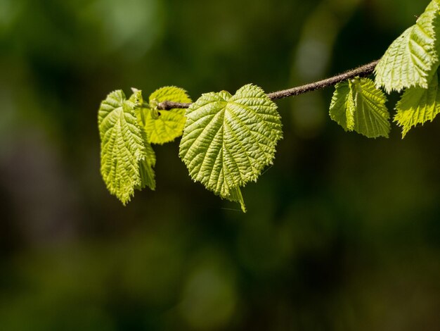 Photo new leaves