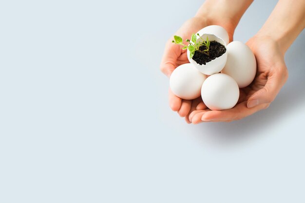 New life concept with sprout in egg on blue background in woman hands easter and spring theme close up copy space