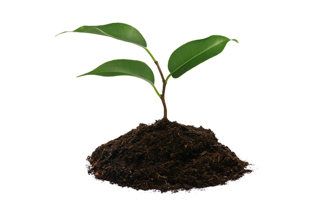 New life concept young green plant with heap of brown soil isolated on a white background in closeup