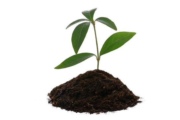 New life concept young green plant with heap of brown soil isolated on a white background in closeup