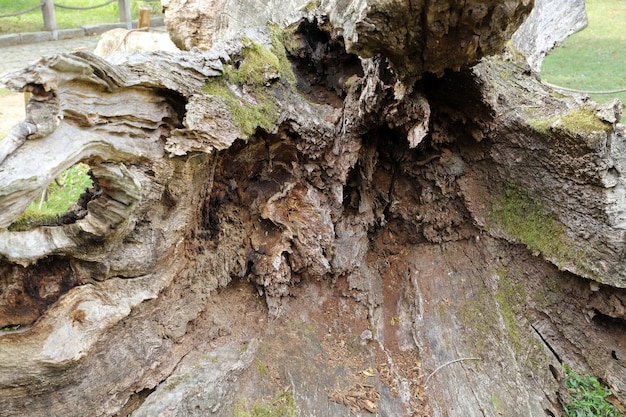 枯れ木の生態系における新しい生命体