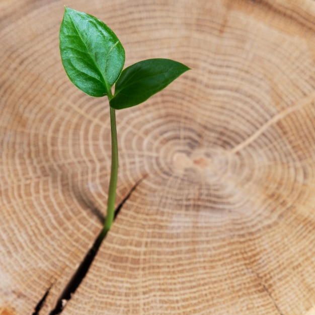 New life idea concept with seedlings of growing sprout. Business development and eco symbols. A green plant grows out of a tree stump