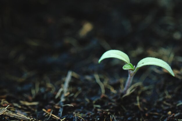 Foto nuova vita delle piante di semina al mattino