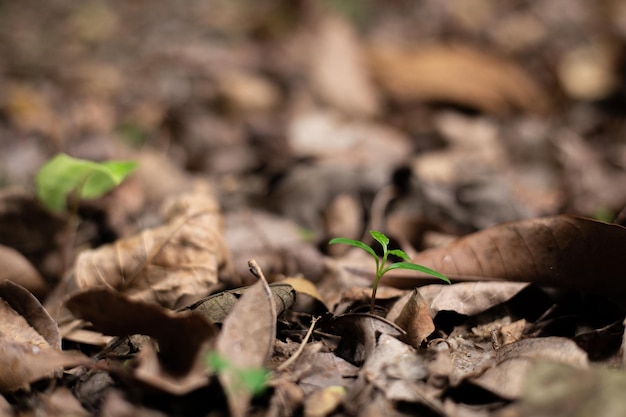 new life in spring