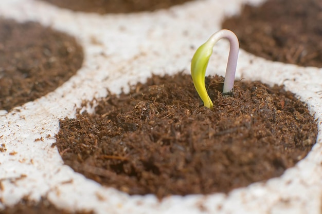 新しい人生が始まります。新たな始まり。土壌での植物の発芽。