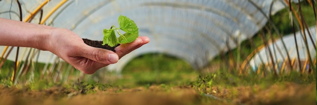 写真 日光、成長、苗の新生活若い植物。