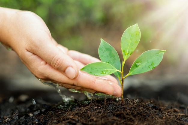 若い植物の苗の新しい生命は黒い土で育ちます