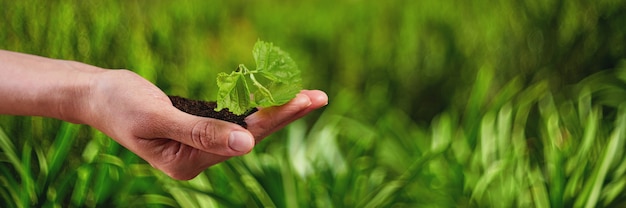 日光、成長、苗の新生活若い植物。