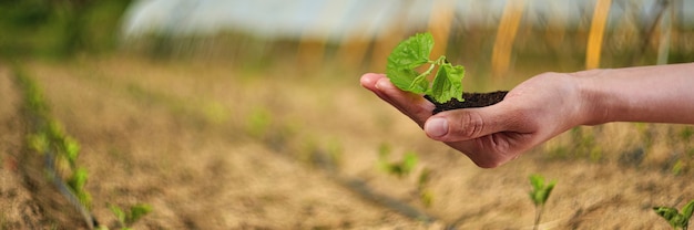 日光、成長、苗の新生活若い植物。