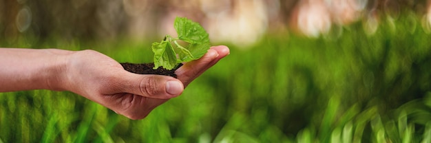 日光の下で新生活の若い植物、成長、苗。