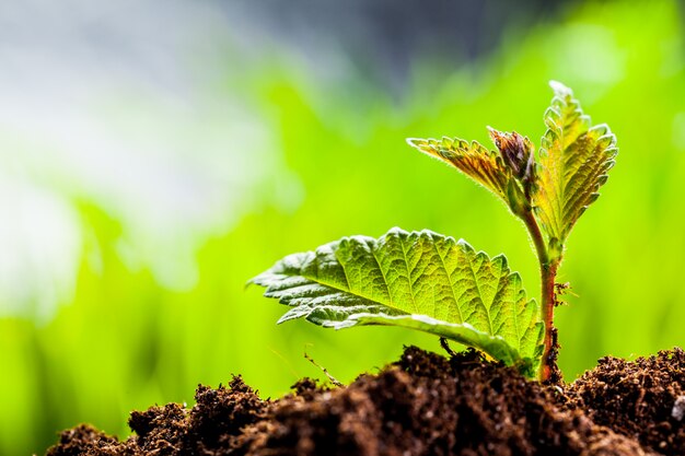 Nuova vita. giovane germoglio nella primavera, primo piano.