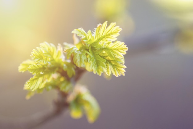 New oak tree leaves on branch sunny spring morning nature background