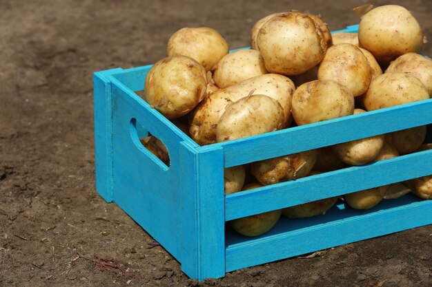 New potatoes in wooden crate over soil background