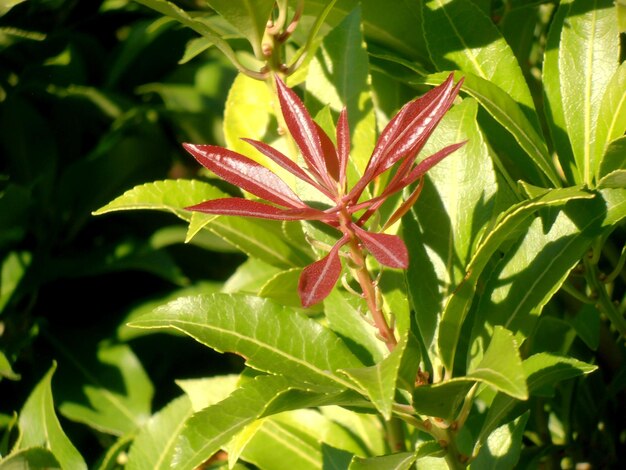 Photo new red leaf shoots in spring