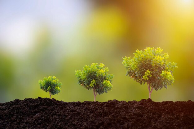 A new seedling tree is growing on the ground Concept for global warming.