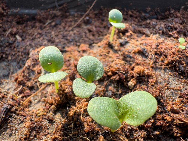 Photo new seeds germinated in pot