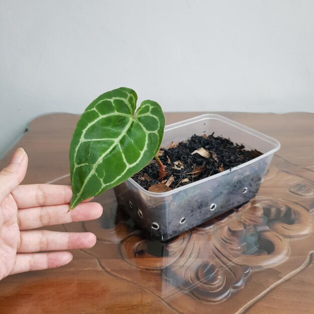 New shot of potted houseplant named anthurium crystallinum on a wooden table