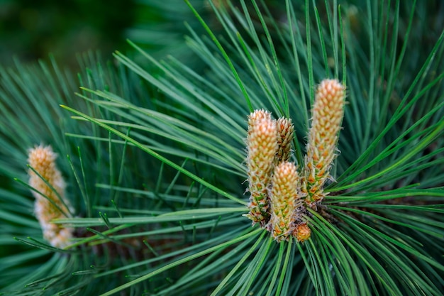 Foto nuove crescite di pino primaverile