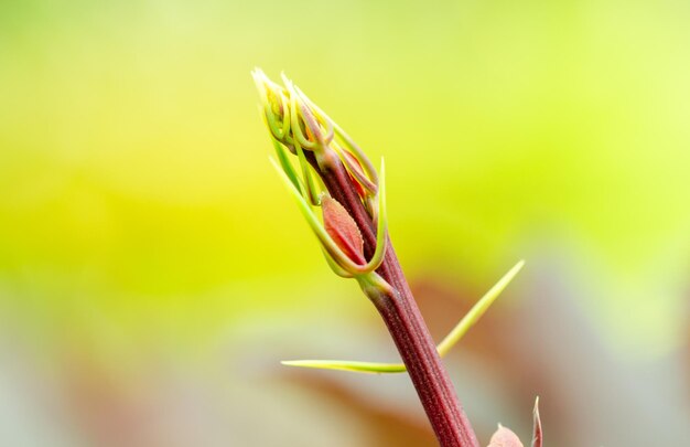 春の新しい春の低木芽