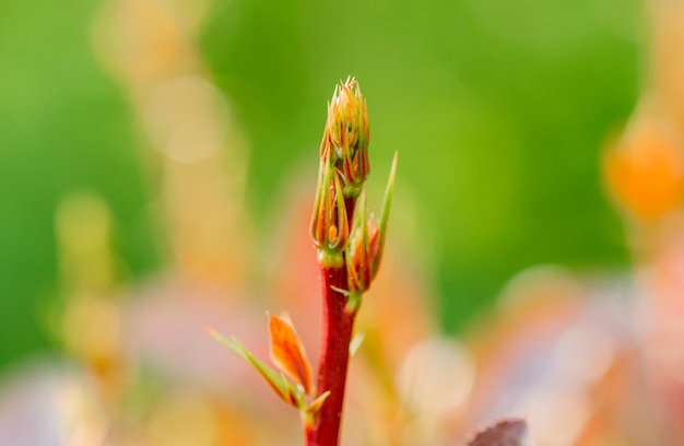 New Spring Shrub Sprout in Spring