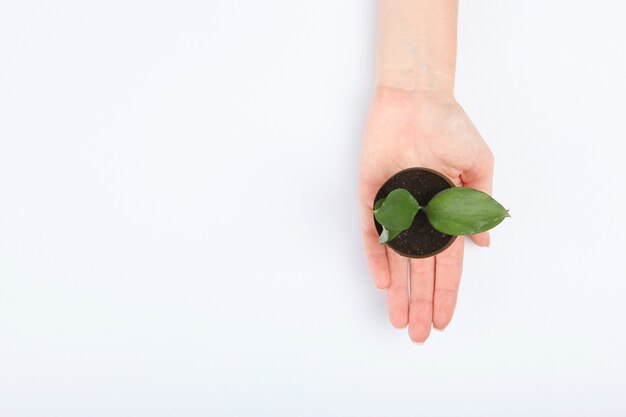 New sprout in female hands top view place for text earth day concept