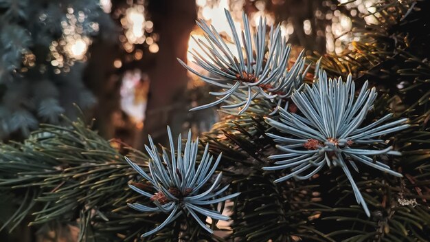 New tree branches in winter