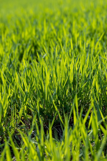 A new wheat crop in the spring season new sprouts of green wheat in sunny weather